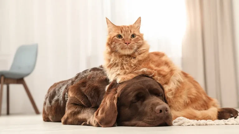 pet business ideas